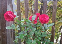 gerettete Rosen aus Bauplatz-Schrebergarten