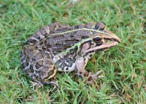 Frosch bei Agra