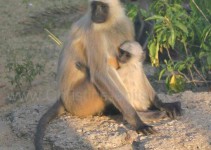 Mama mit Kind bei Agra